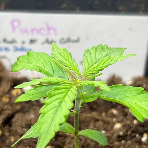 Purple Punch Auto growlog timeline photo
