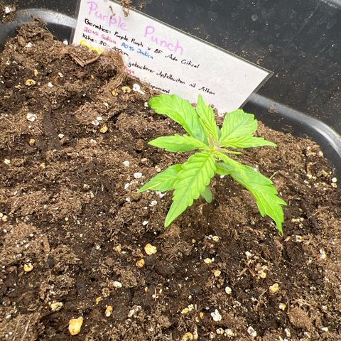 Purple Punch Auto growlog timeline photo