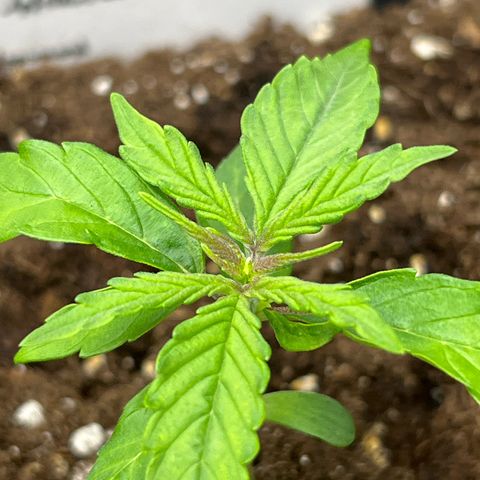Purple Punch Auto growlog timeline photo