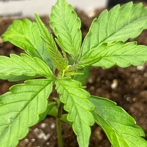 Purple Punch Auto growlog timeline photo