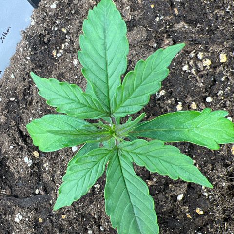 Purple Punch Auto growlog timeline photo