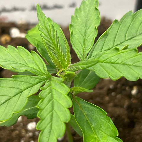 Purple Punch Auto growlog timeline photo