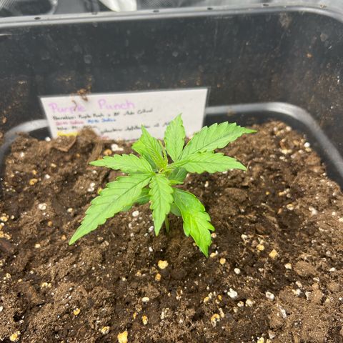 Purple Punch Auto growlog timeline photo