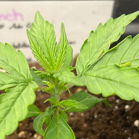 Purple Punch Auto growlog timeline photo