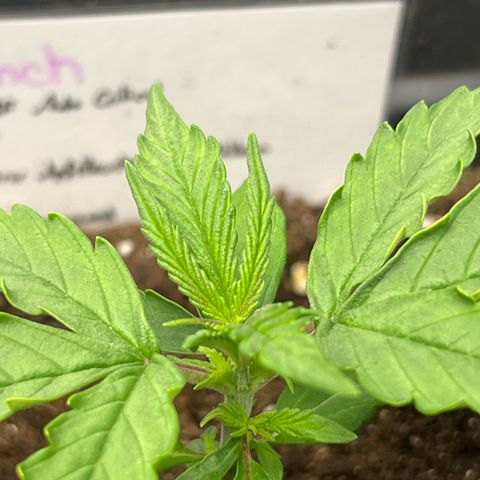 Purple Punch Auto growlog timeline photo