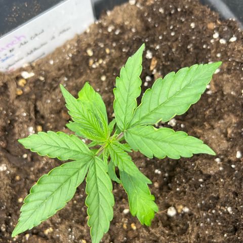 Purple Punch Auto growlog timeline photo