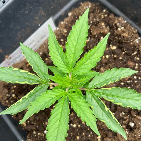 Purple Punch Auto growlog timeline photo