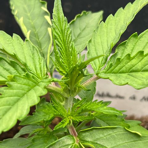Purple Punch Auto growlog timeline photo