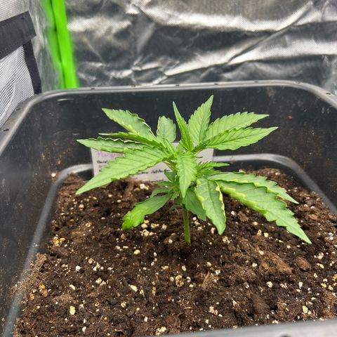 Purple Punch Auto growlog timeline photo