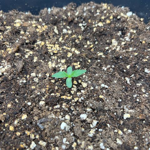 Moby Dick Auto growlog timeline photo