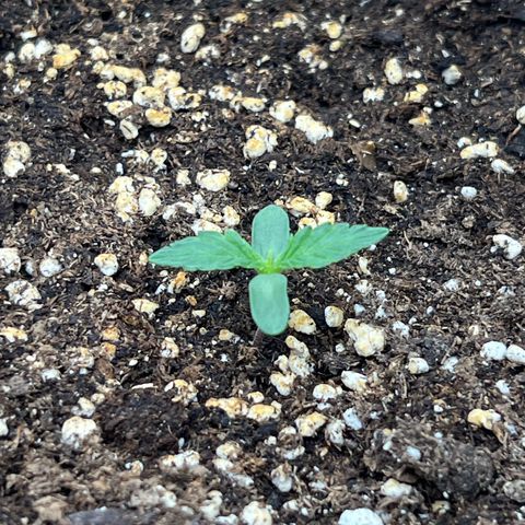 Moby Dick Auto growlog timeline photo