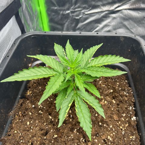 Purple Punch Auto growlog timeline photo