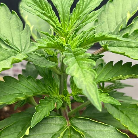 Purple Punch Auto growlog timeline photo