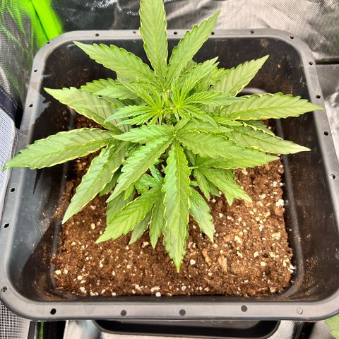 Purple Punch Auto growlog timeline photo