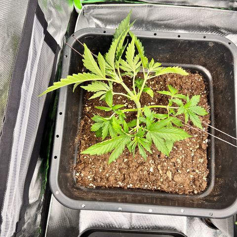 Purple Punch Auto growlog timeline photo
