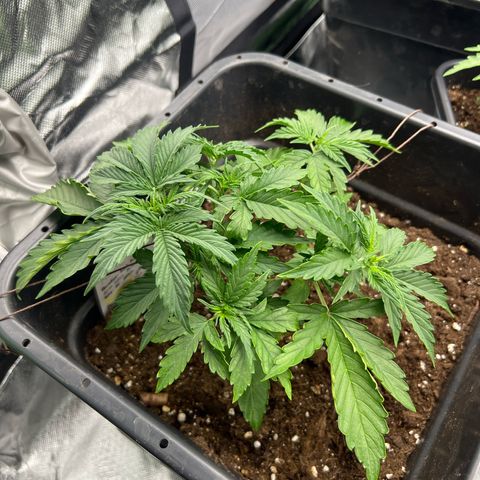 Purple Punch Auto growlog timeline photo