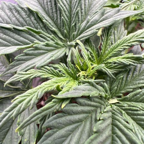 Purple Punch Auto growlog timeline photo