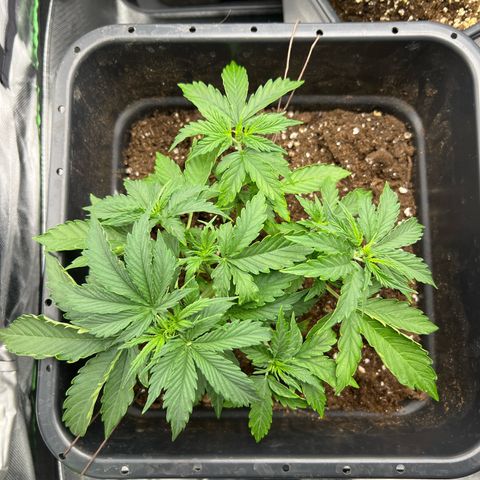 Purple Punch Auto growlog timeline photo