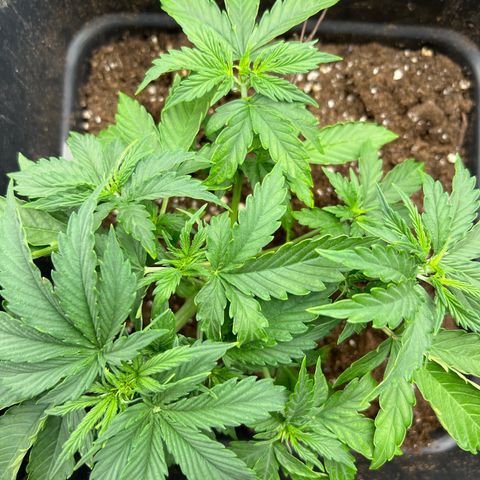 Purple Punch Auto growlog timeline photo