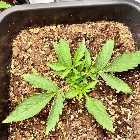 Moby Dick Auto growlog timeline photo