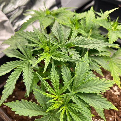 Purple Punch Auto growlog timeline photo