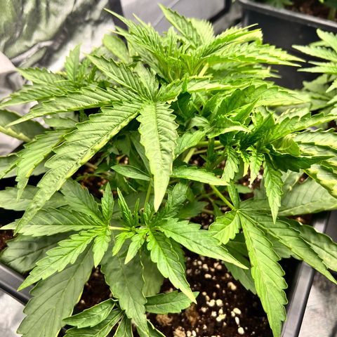 Moby Dick Auto growlog timeline photo