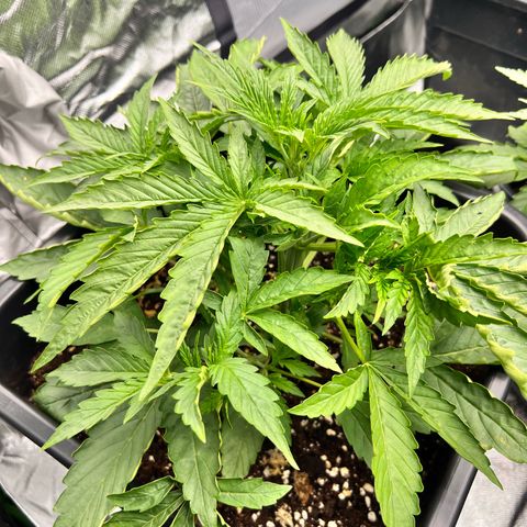 Moby Dick Auto growlog timeline photo