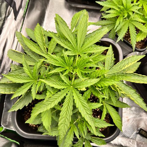 Moby Dick Auto growlog timeline photo