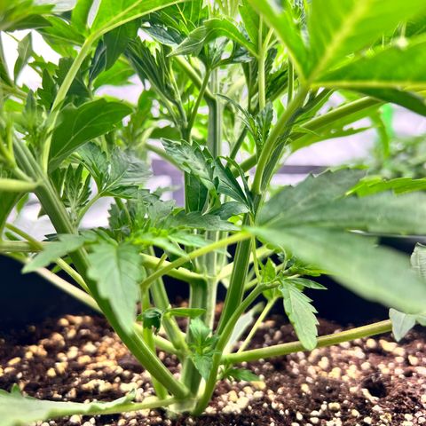 Moby Dick Auto growlog timeline photo