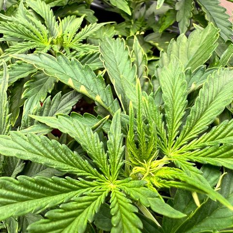 Purple Punch Auto growlog timeline photo