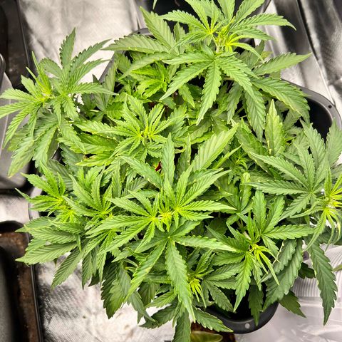 Purple Punch Auto growlog timeline photo