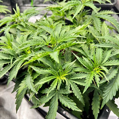 Purple Punch Auto growlog timeline photo