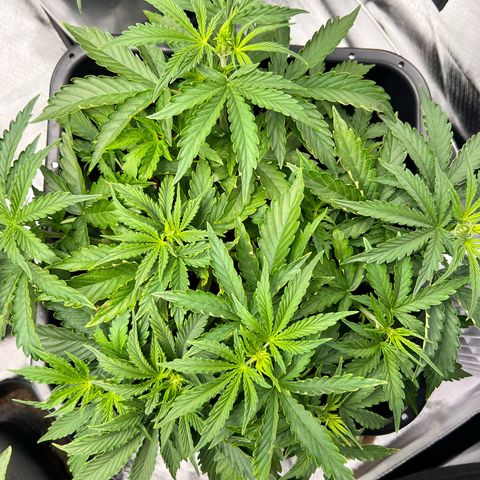 Purple Punch Auto growlog timeline photo