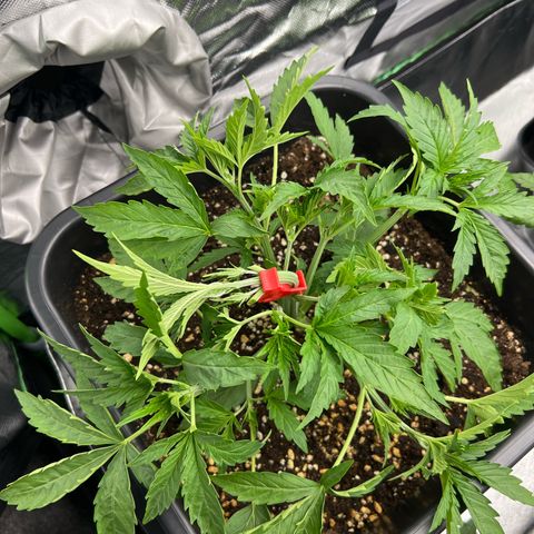 Moby Dick Auto growlog timeline photo