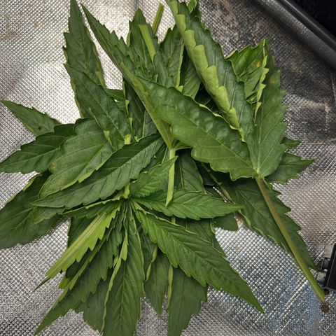 Moby Dick Auto growlog timeline photo