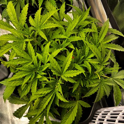 Moby Dick Auto growlog timeline photo