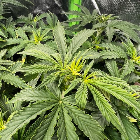 Purple Punch Auto growlog timeline photo