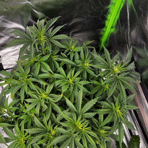 Purple Punch Auto growlog timeline photo