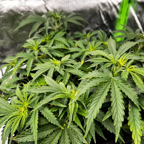 Purple Punch Auto growlog timeline photo