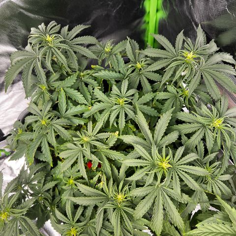 Purple Punch Auto growlog timeline photo