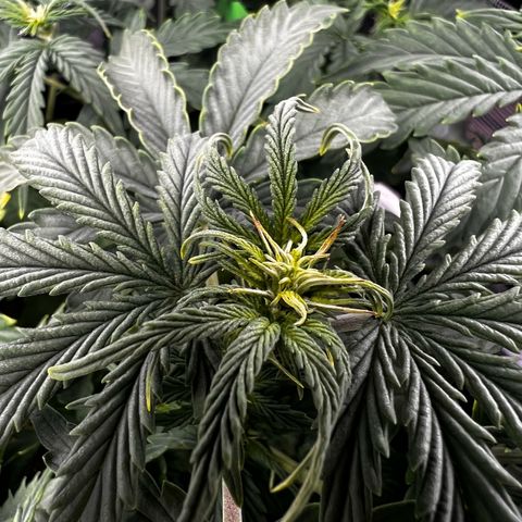 Purple Punch Auto growlog timeline photo