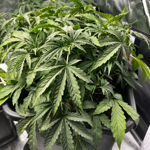Moby Dick Auto growlog timeline photo