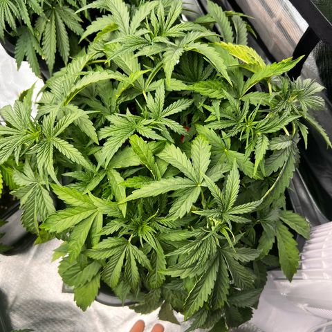 Moby Dick Auto growlog timeline photo