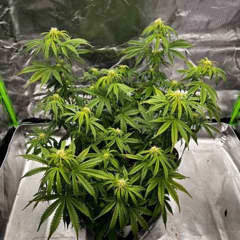 Purple Punch Auto growlog timeline photo