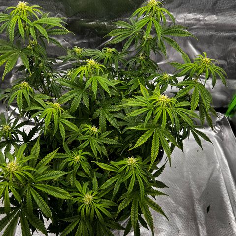 Purple Punch Auto growlog timeline photo