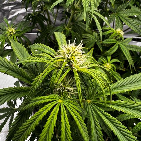 Purple Punch Auto growlog timeline photo