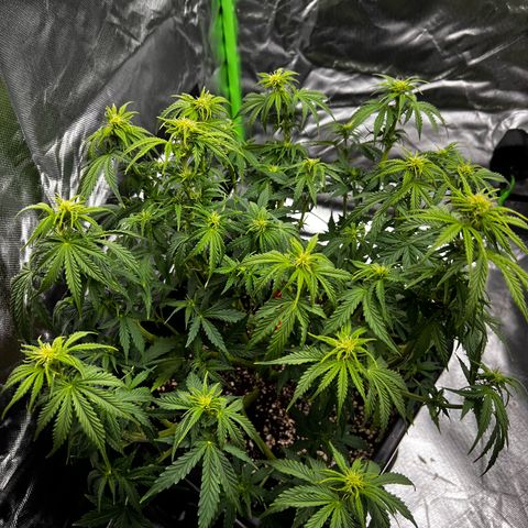 Moby Dick Auto growlog timeline photo