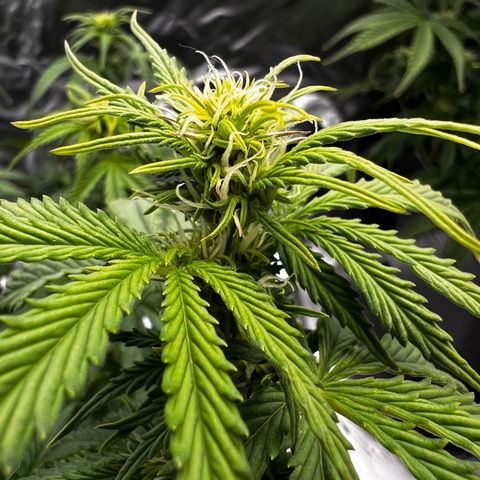 Moby Dick Auto growlog timeline photo