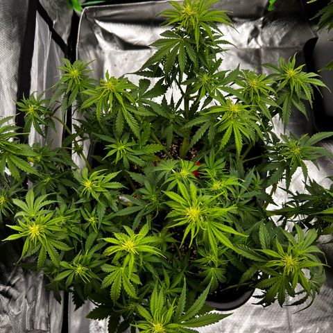 Moby Dick Auto growlog timeline photo