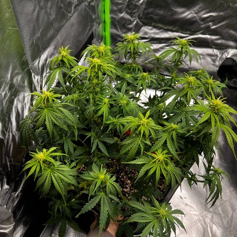 Moby Dick Auto growlog timeline photo